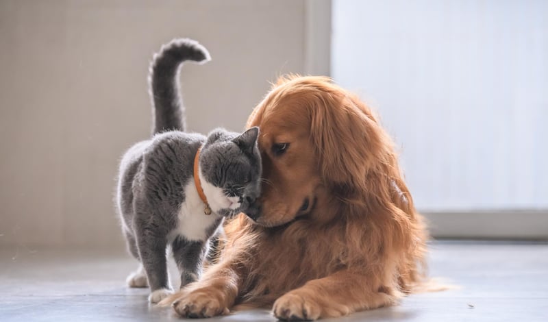 AprilVets-Blogposts-IMGS_Mesa de trabajo 1 copia 10