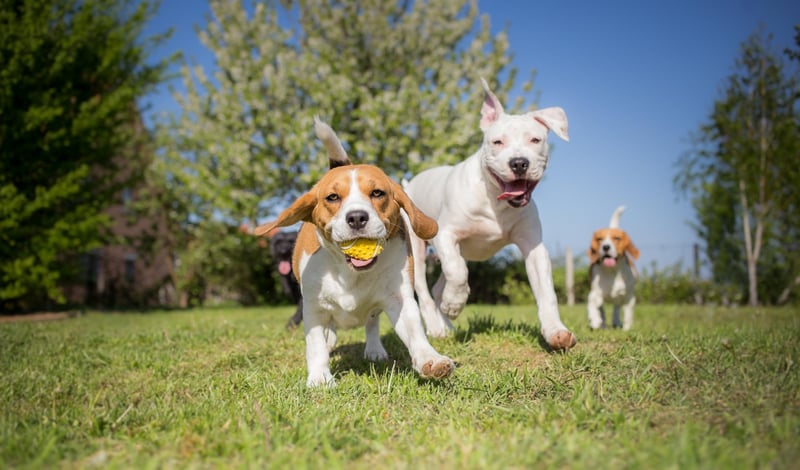 AprilVets-Blogposts-IMGS_Mesa de trabajo 1 copia 6