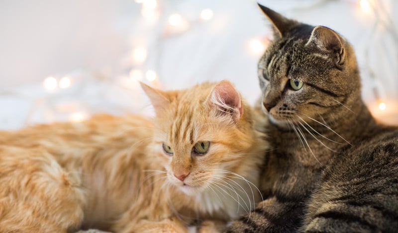 AprilVets-Blogposts-IMGS_Mesa de trabajo 1 copia 7