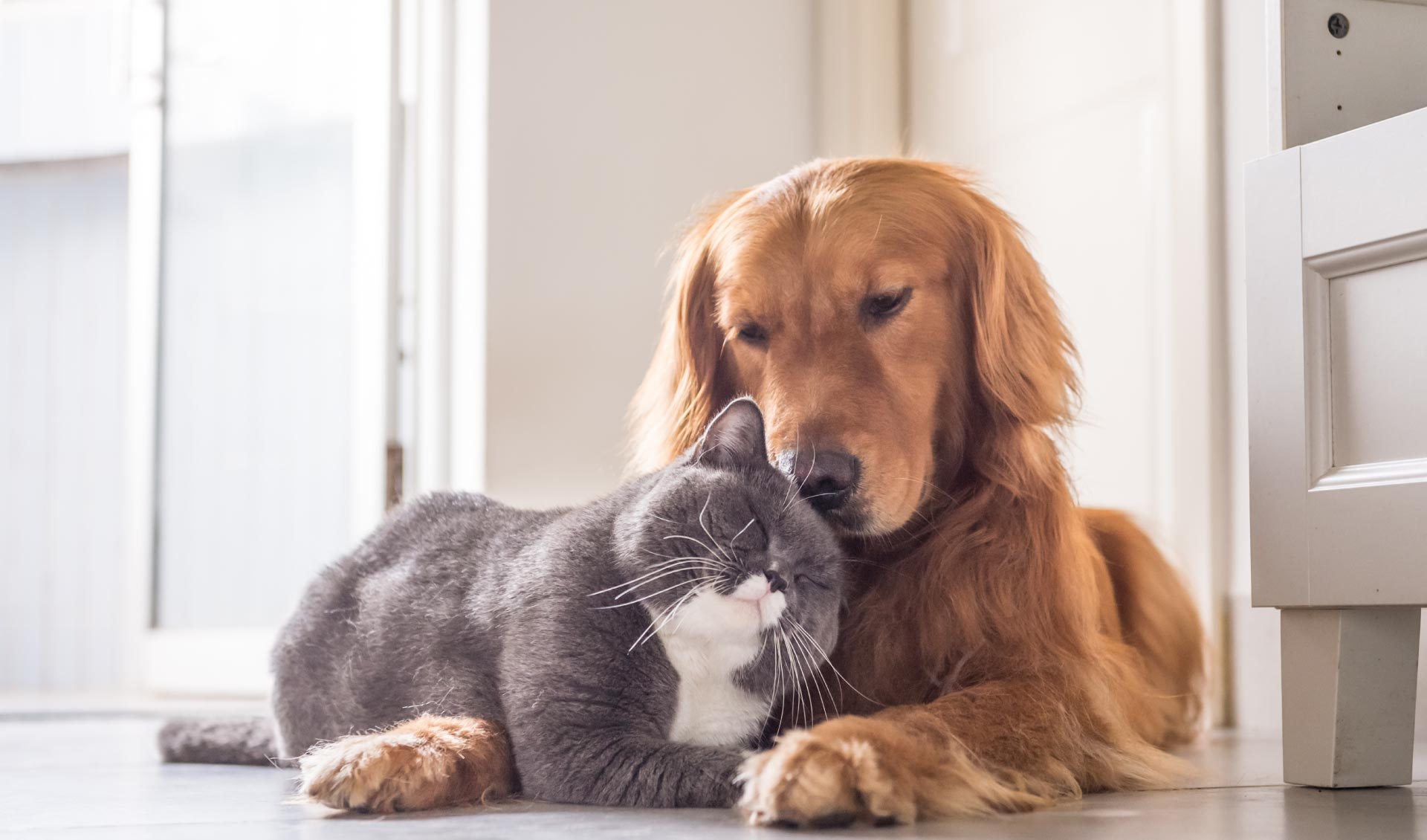 Lorem ipsum dolor sit amet