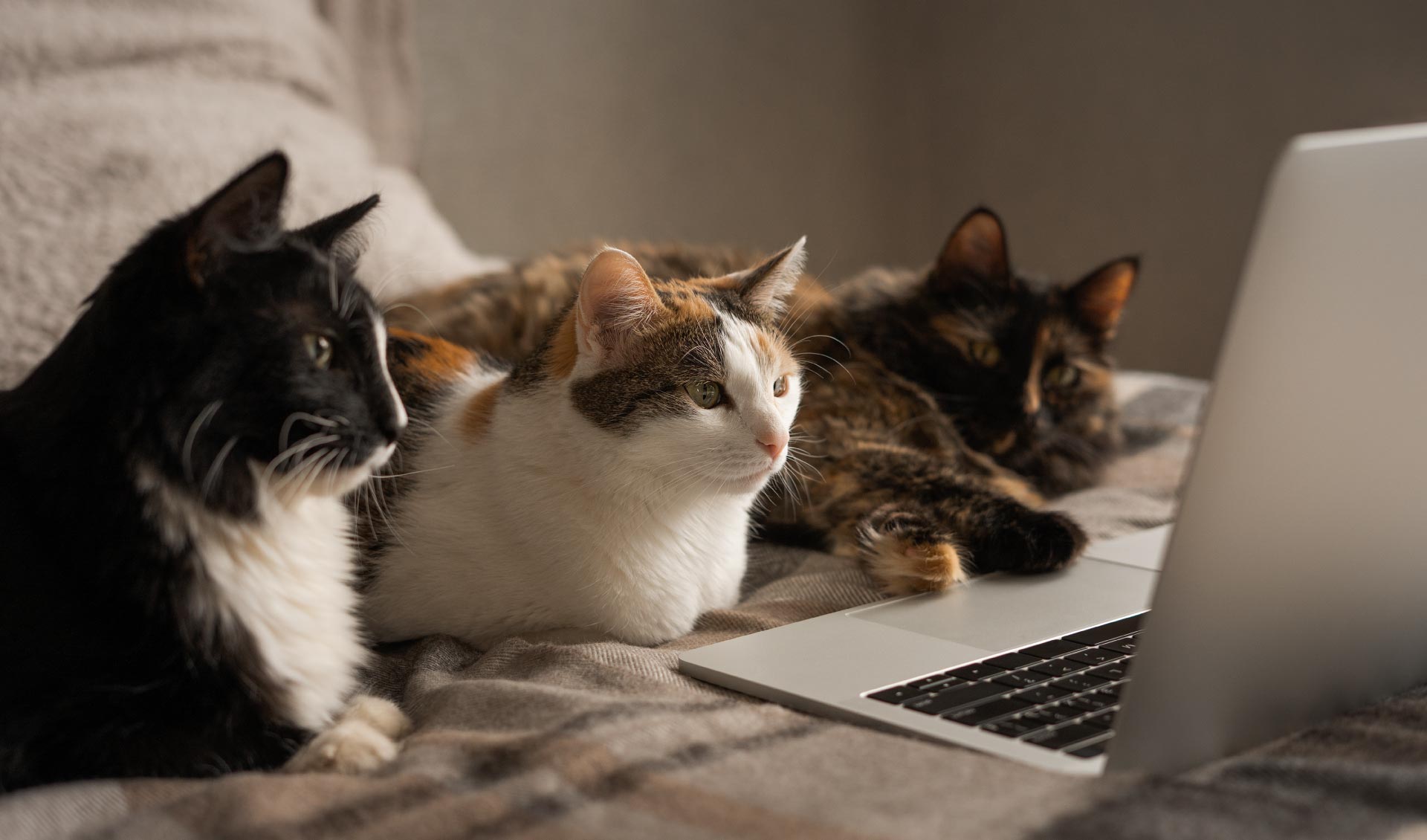 Lorem ipsum dolor sit amet