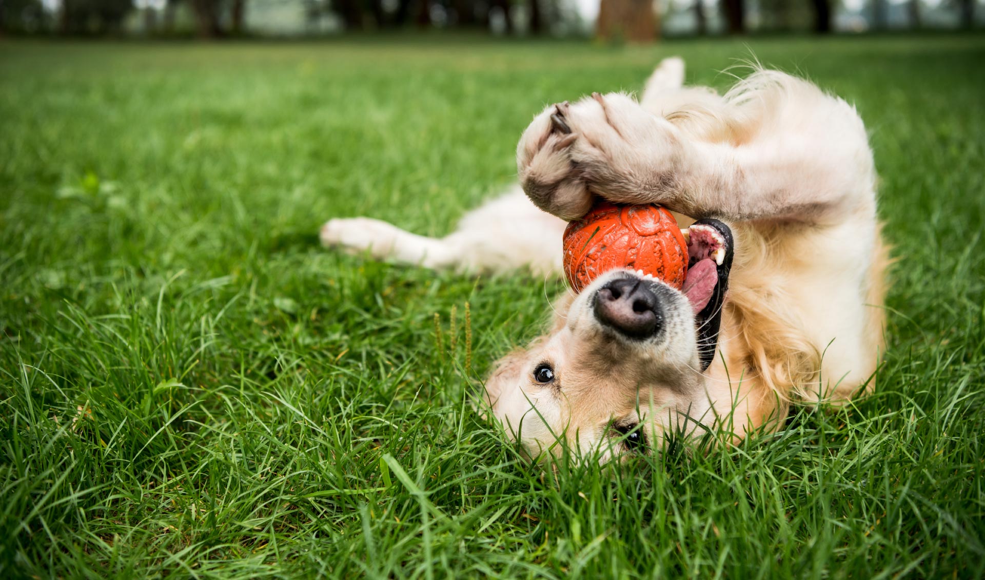 Lorem ipsum dolor sit amet