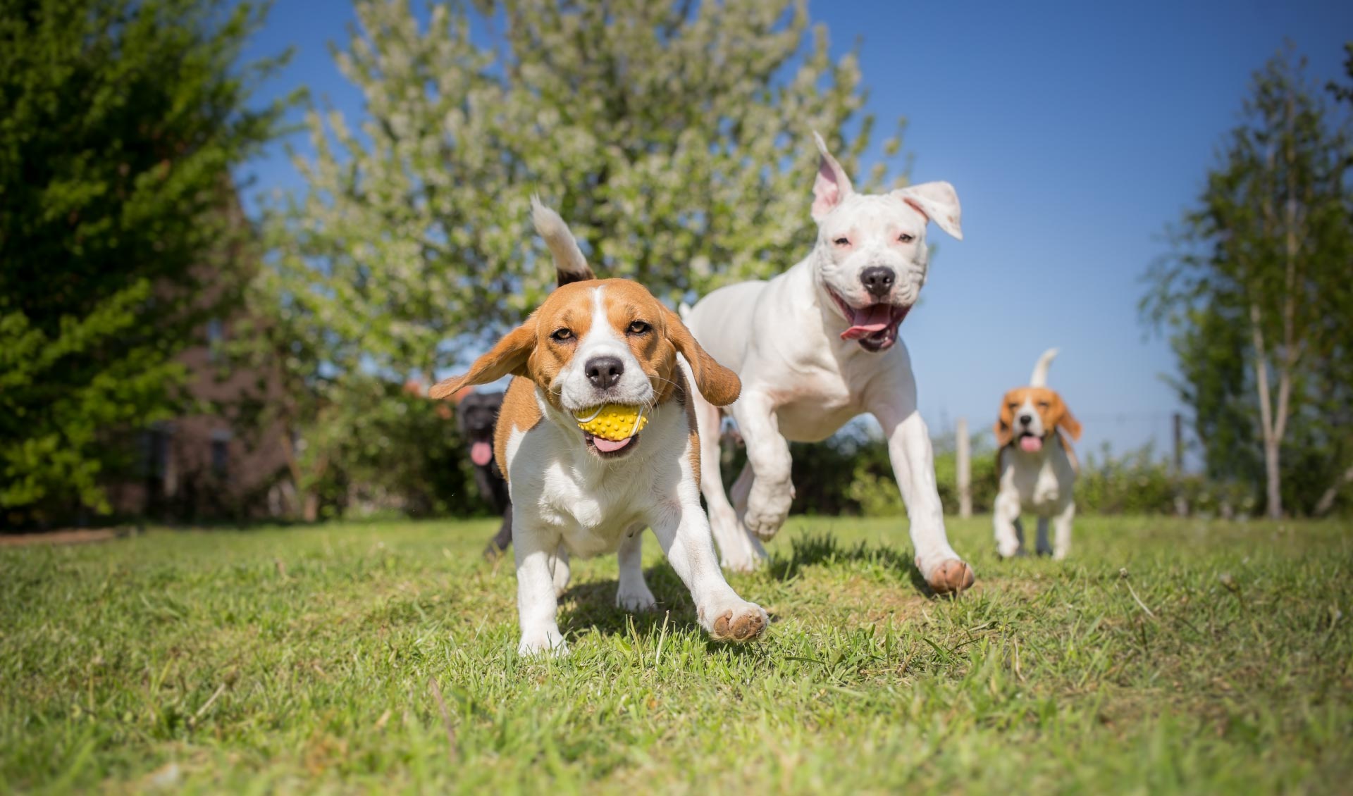 Lorem ipsum dolor sit amet