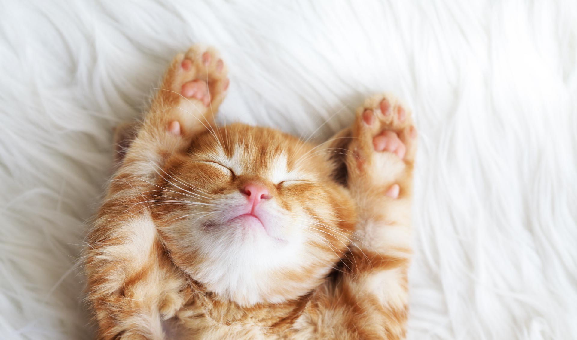 Lorem ipsum dolor sit amet