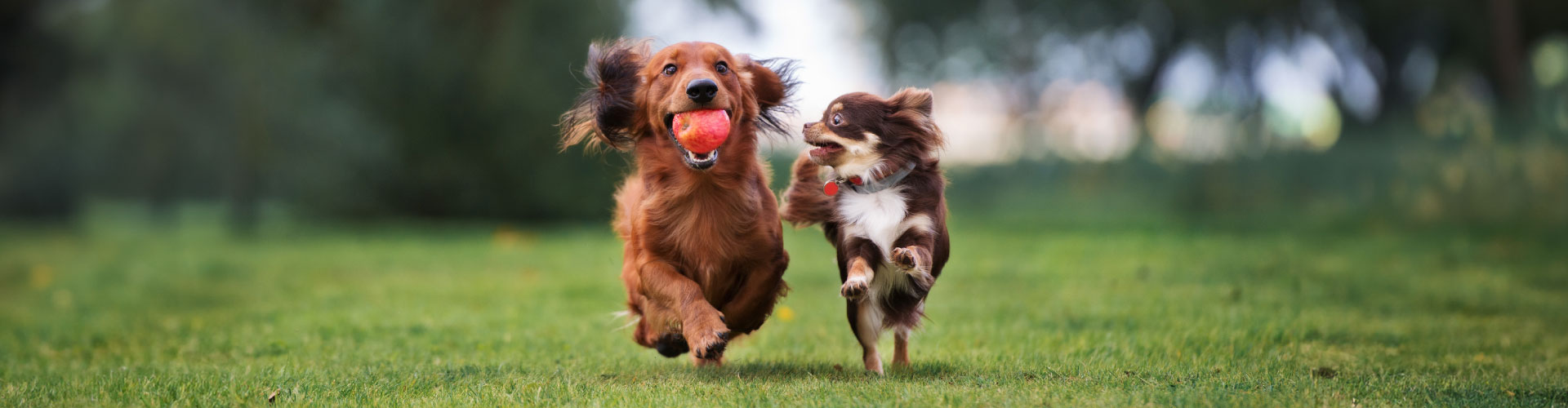 Aprilvets---Blog-Index-Banner-7